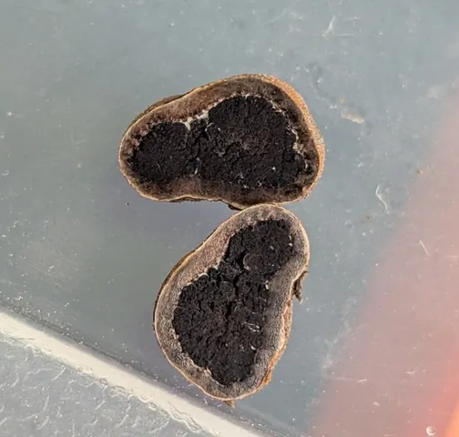undefined (Elaphomyces dalemurphyi)