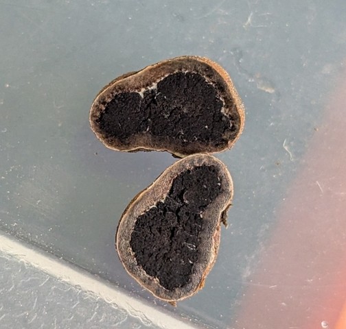 undefined (Elaphomyces dalemurphyi)