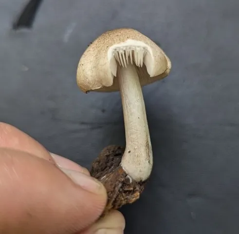 undefined (Psathyrella inflatocystis)