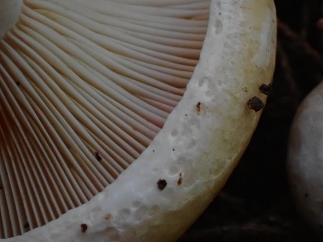 Acrid Lactarius (Lactarius psammicola)