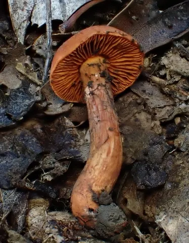 Hesler's Webcap (Cortinarius hesleri)