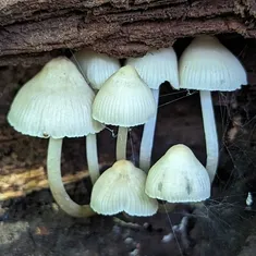 Clustered Bonnet