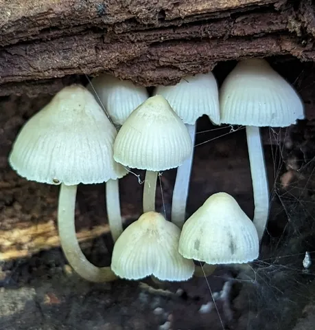 Mycena sp. 'inclinata-IN01'