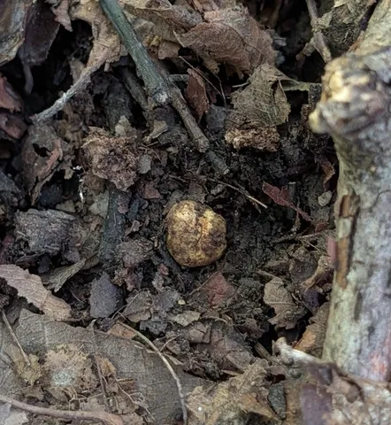 undefined (Hymenogaster spp.)
