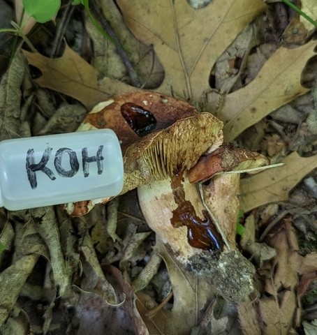 White-Banded Bitter Knight (Tricholoma amarissimum)
