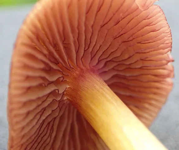 undefined (Mycena sp. 'IN6' (Mycena rutilantiformis))