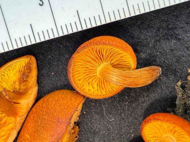 Rustgills And Gyms (Gymnopilus spp.)