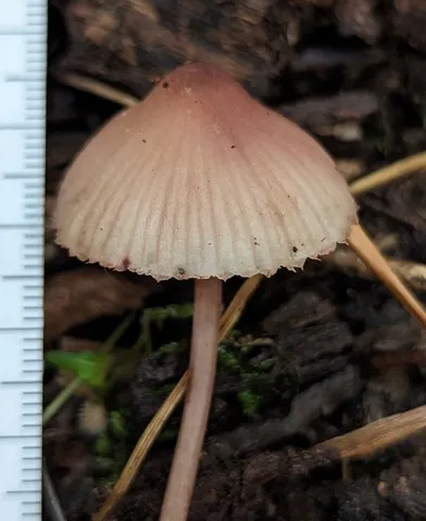 Bleeding Fairy Helmet (Mycena sp. 'haematopus-IN01')