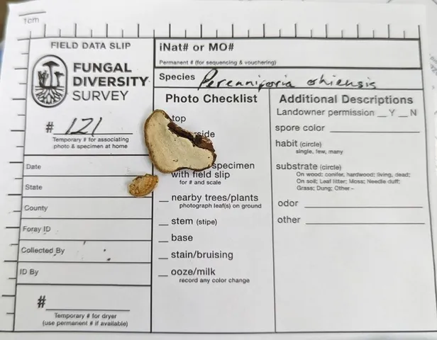 undefined (Perenniporia ohiensis)