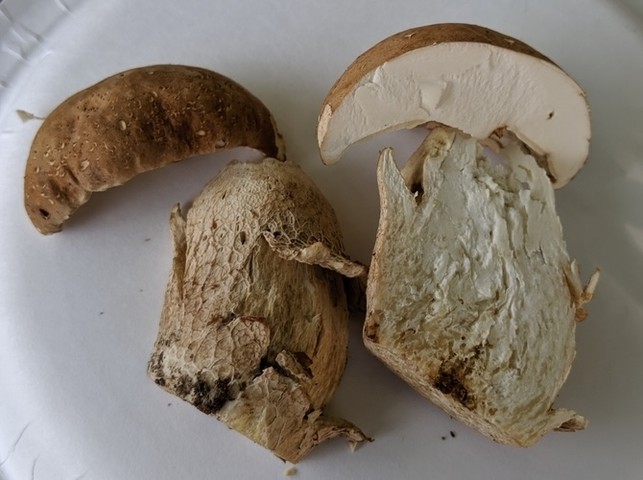 Atkinson's Bolete (Boletus atkinsonii)