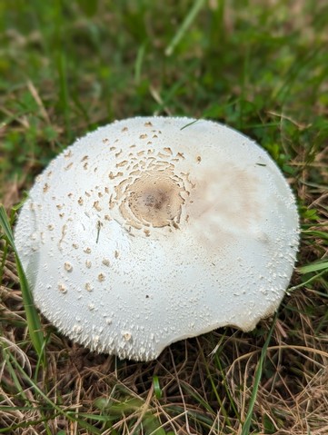 Green-spored Parasol (Chlorophyllum molybdites)