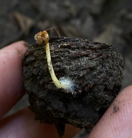 Walnut Mycena (Mycena crocea)
