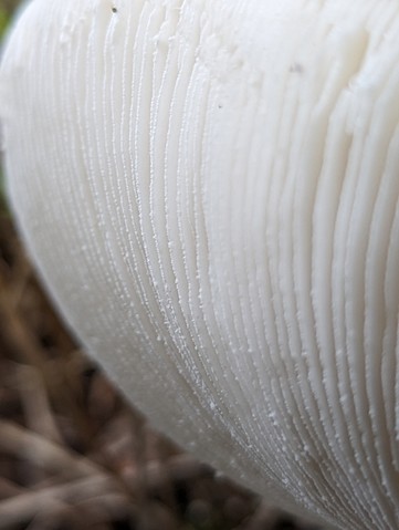 Garlic-Odored Death Cap (Amanita suballiacea)