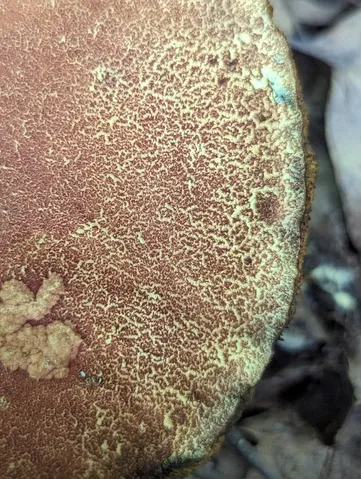 undefined (Hortiboletus sp-IN03)