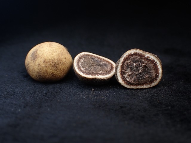 undefined (Elaphomyces sp.)