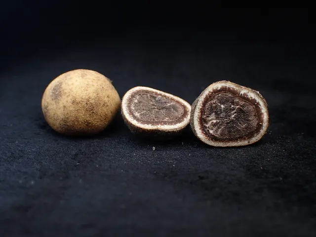 Elaphomyces spp.