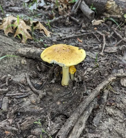 Yellow American Blusher (Amanita flavorubens)