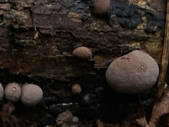(Daldinia childiae)