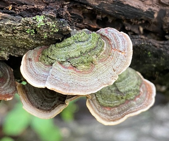 Fasciating Stereum (Stereum fasciatum)