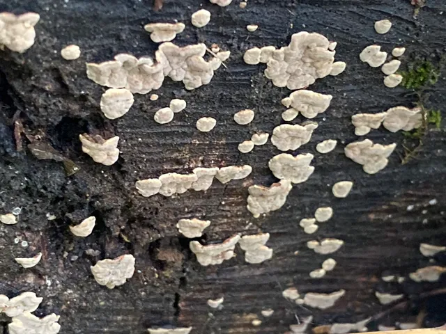 Ceramic Parchment (Xylobolus frustulatus)