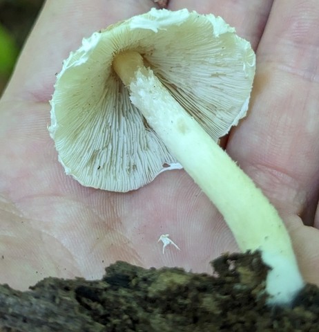 Pale Brittlestem (Candolleomyces candolleanus)