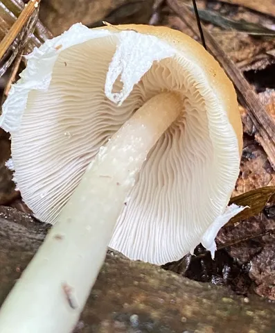 Pale Brittlestem (Candolleomyces candolleanus)