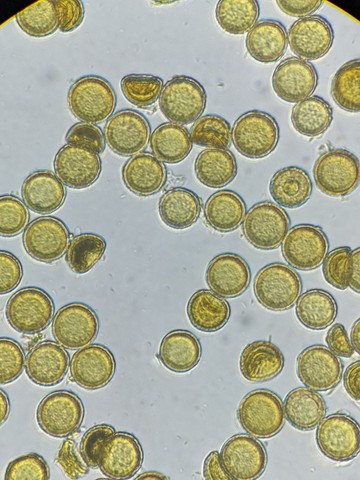 undefined (Elaphomyces sp.)