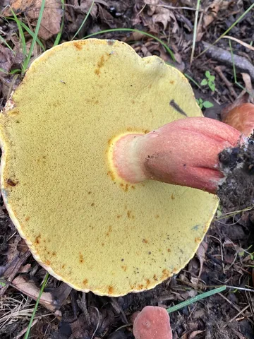 undefined (Lanmaoa pseudosensibilis)