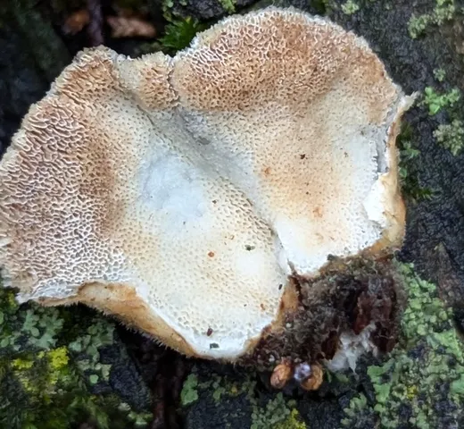 Turkey Tail (Trametes versicolor)