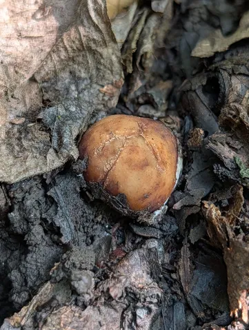 undefined (Tuber sp. 60)