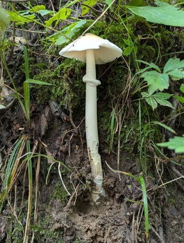 Amanita Sect. Caesareae sp.