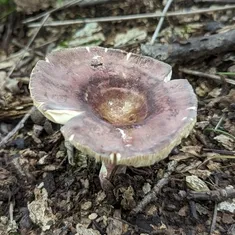 Purple-Bloom Russula