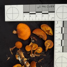 Rustgills And Gyms
