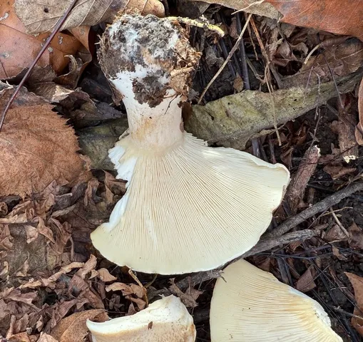 undefined (Harmajaea harperi)