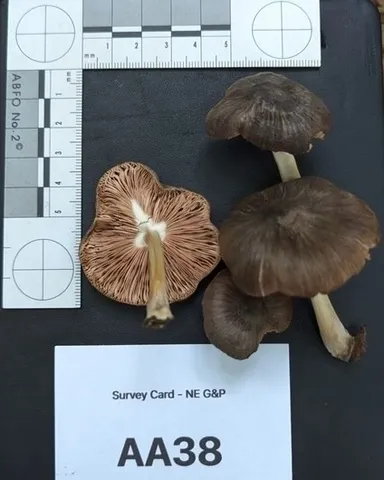 undefined (Pluteus septocystidiatus)