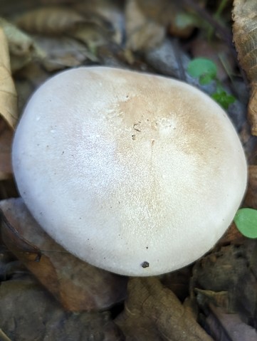 Blewit (Collybia nuda)