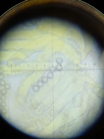 undefined (Pachyphlodes carnea)