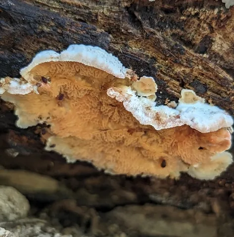 Trembling Crust (Merulius tremellosus)