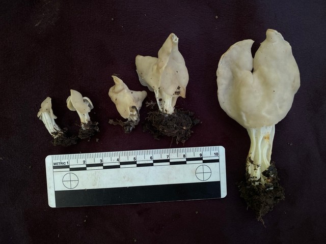 White Saddle (Helvella crispa)