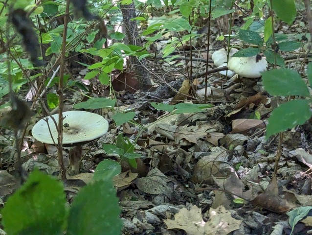 Flat-Top Agaricus (Agaricus placomyces)