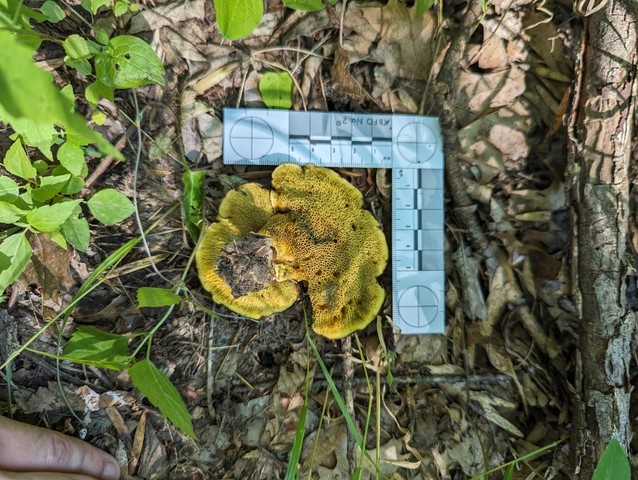 Ash-tree Bolete (Boletinellus merulioides)