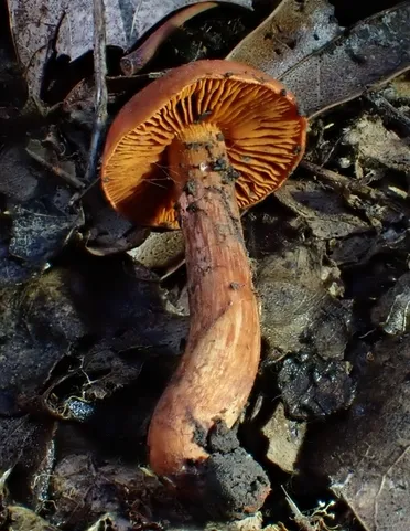 Hesler's Webcap (Cortinarius hesleri)