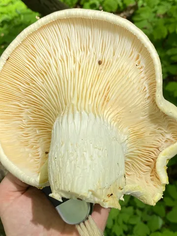 Lynx Paw Oyster (Pleurotus levis)