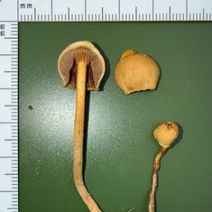 Common Fieldcap