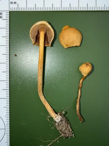 Agrocybe pediades