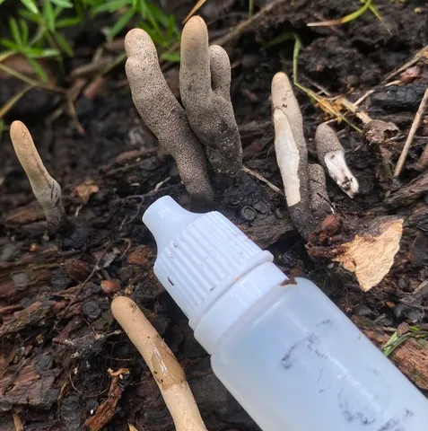 undefined (Xylaria sp-IN02)