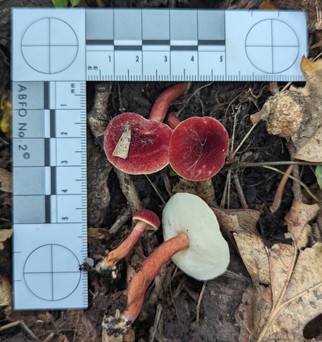 Red Gyroporus (Gyroporus purpurinus)