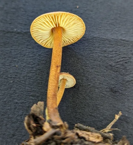 Orange Faint Foot Mushroom (Heimiomyces tenuipes)