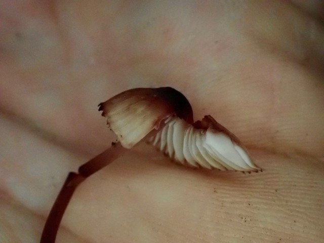 Bleeding Fairy Helmet (Mycena haematopus)