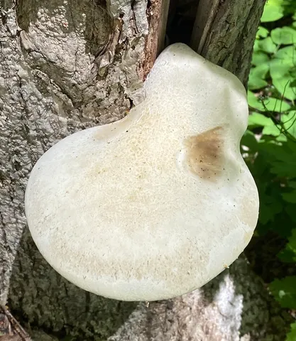 Lynx Paw Oyster (Pleurotus levis)